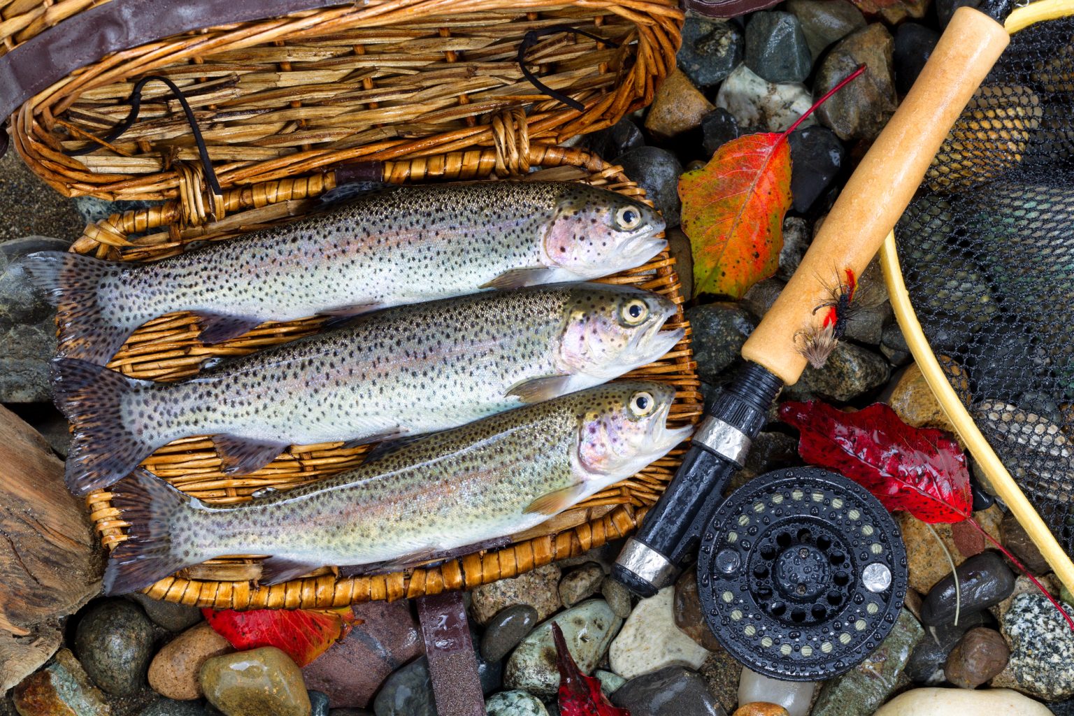 How to Keep Trout Alive While Fishing? Southern Trout