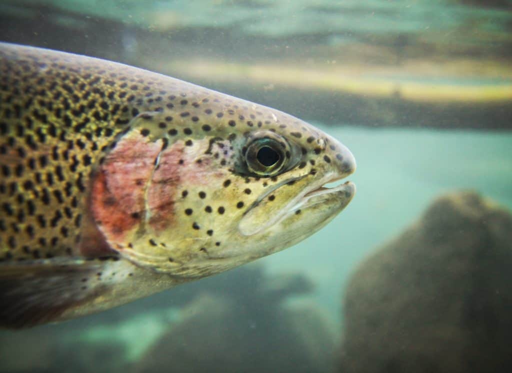 close up of a trout swimming in a river just below the water's surface