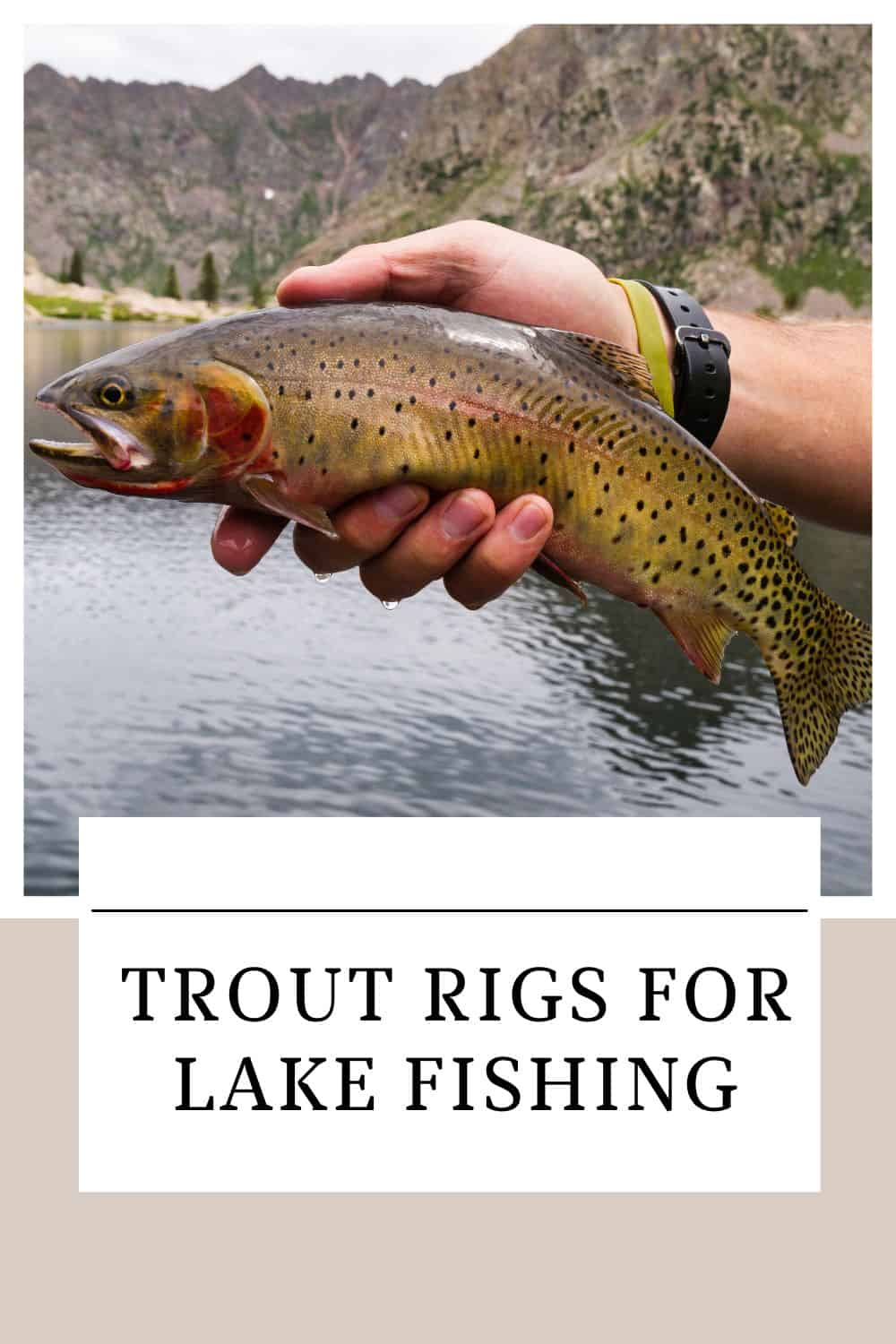 Trout Rigs for Lake Fishing Southern Trout