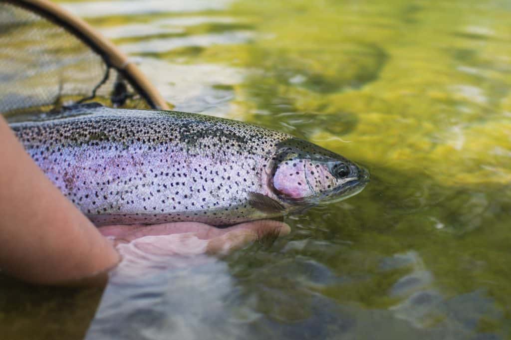 trout fishing in Arkansas rainbow trout being released