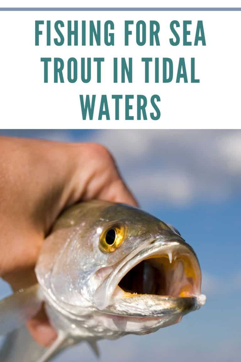 Fishing for Sea Trout in Tidal Waters Tips and Techniques Southern Trout