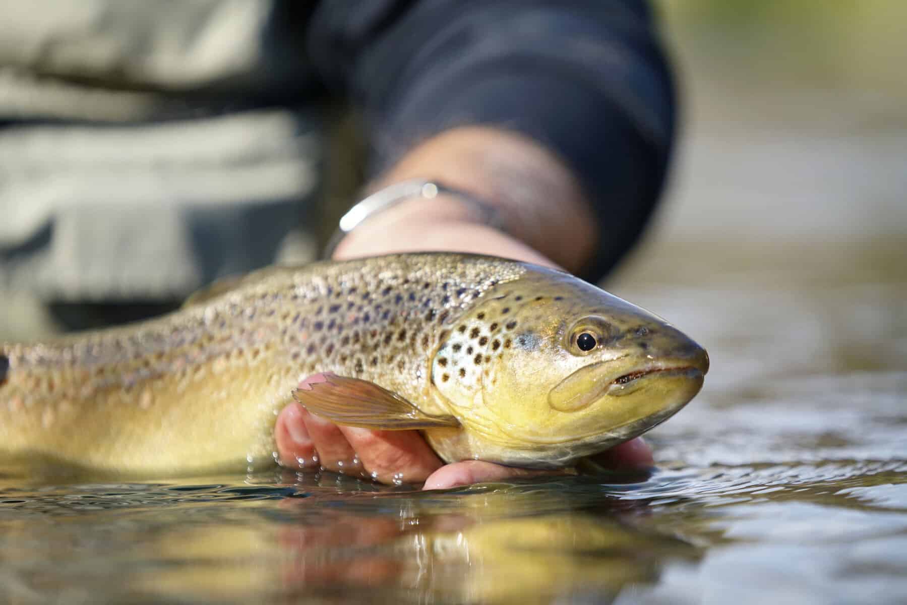 Brown Trout Bait Fishing Essential Tips for Success Southern Trout