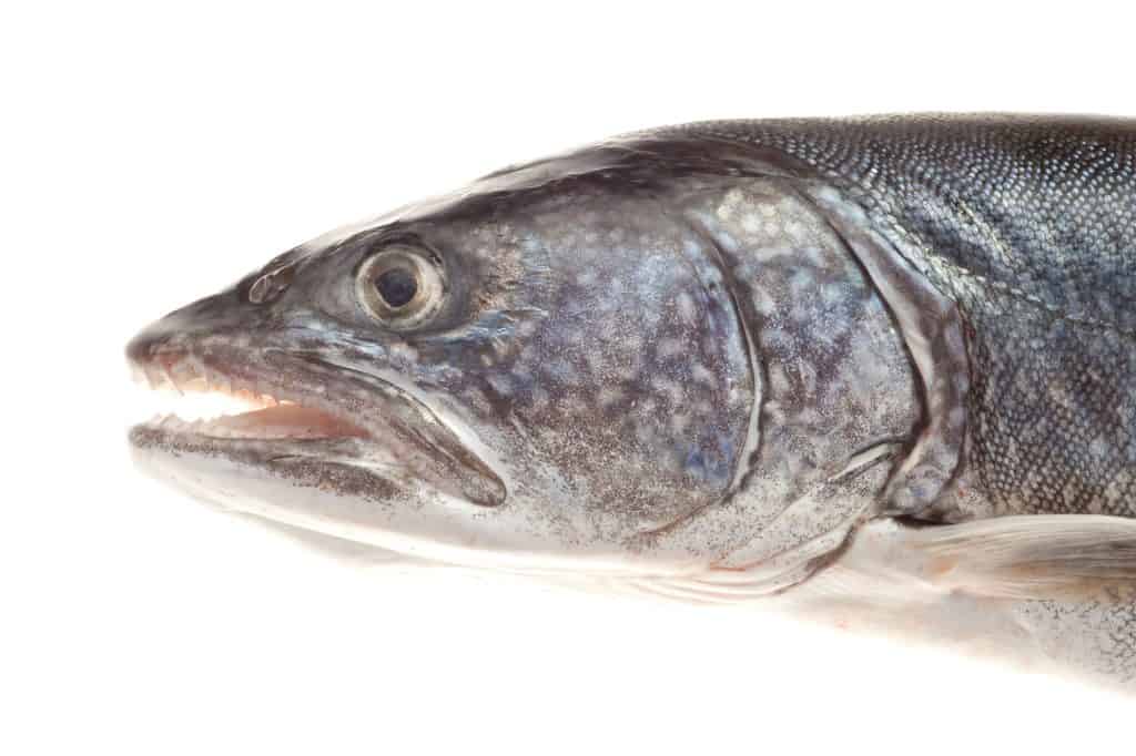lake trout large side vier