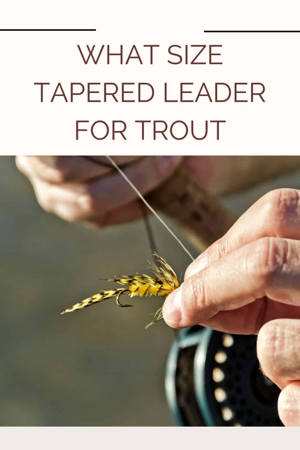 What Size Tapered Leader for Trout is Best for Trout Fishing