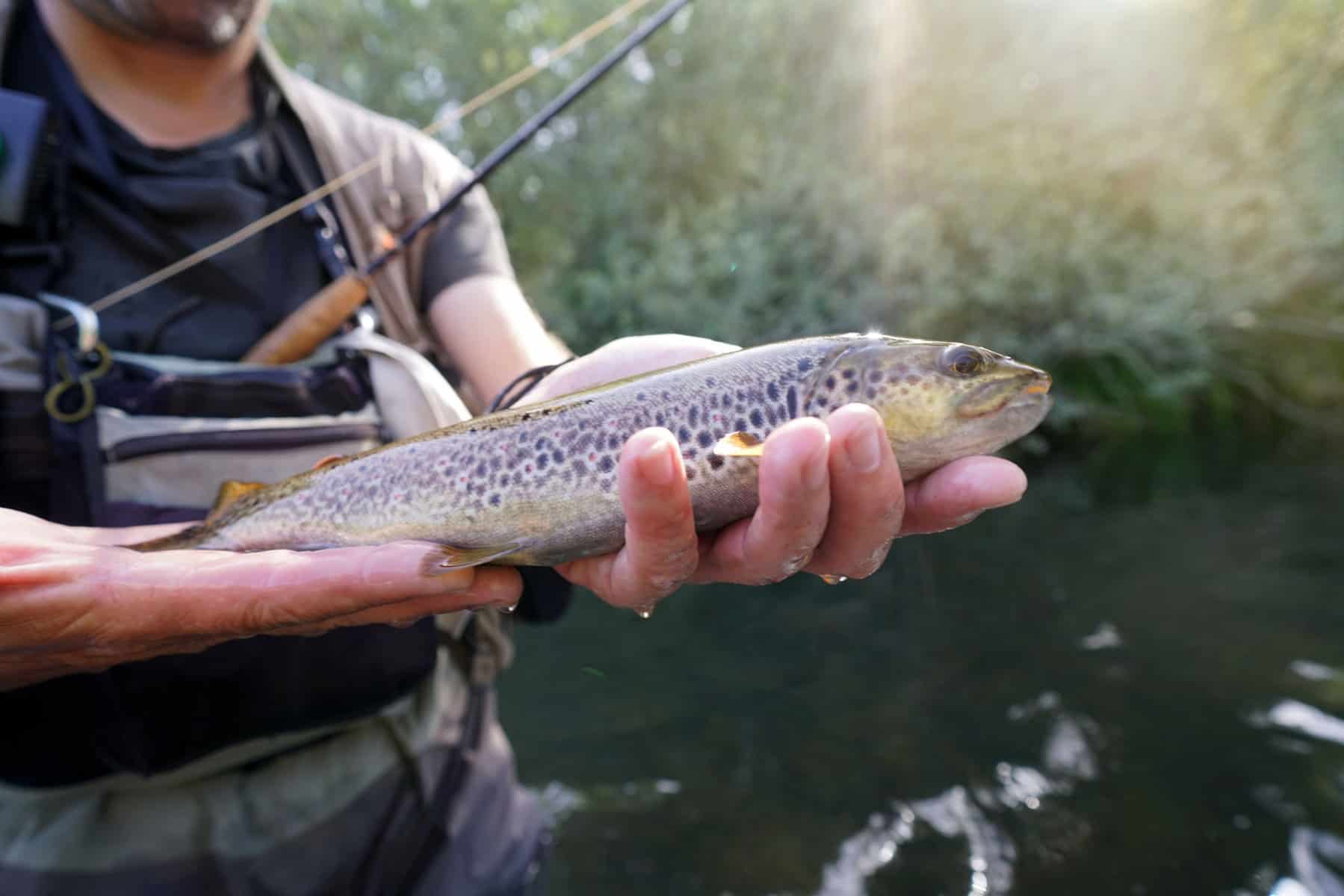 Master Trout Fishing Tips And Tricks For A Successful Catch Southern Master Trout Fishing Tips And Tricks For A Successful Catch Southern