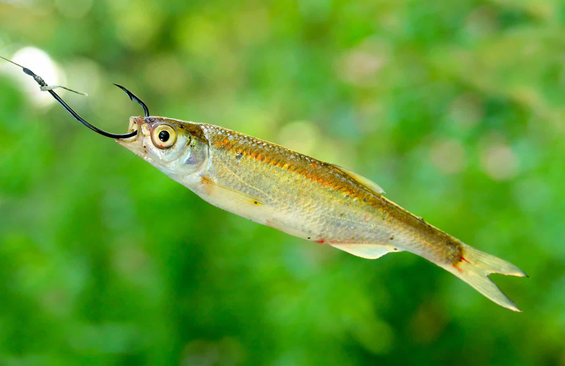 Mastering the Art of Trout Fishing with Live Minnows Tips and